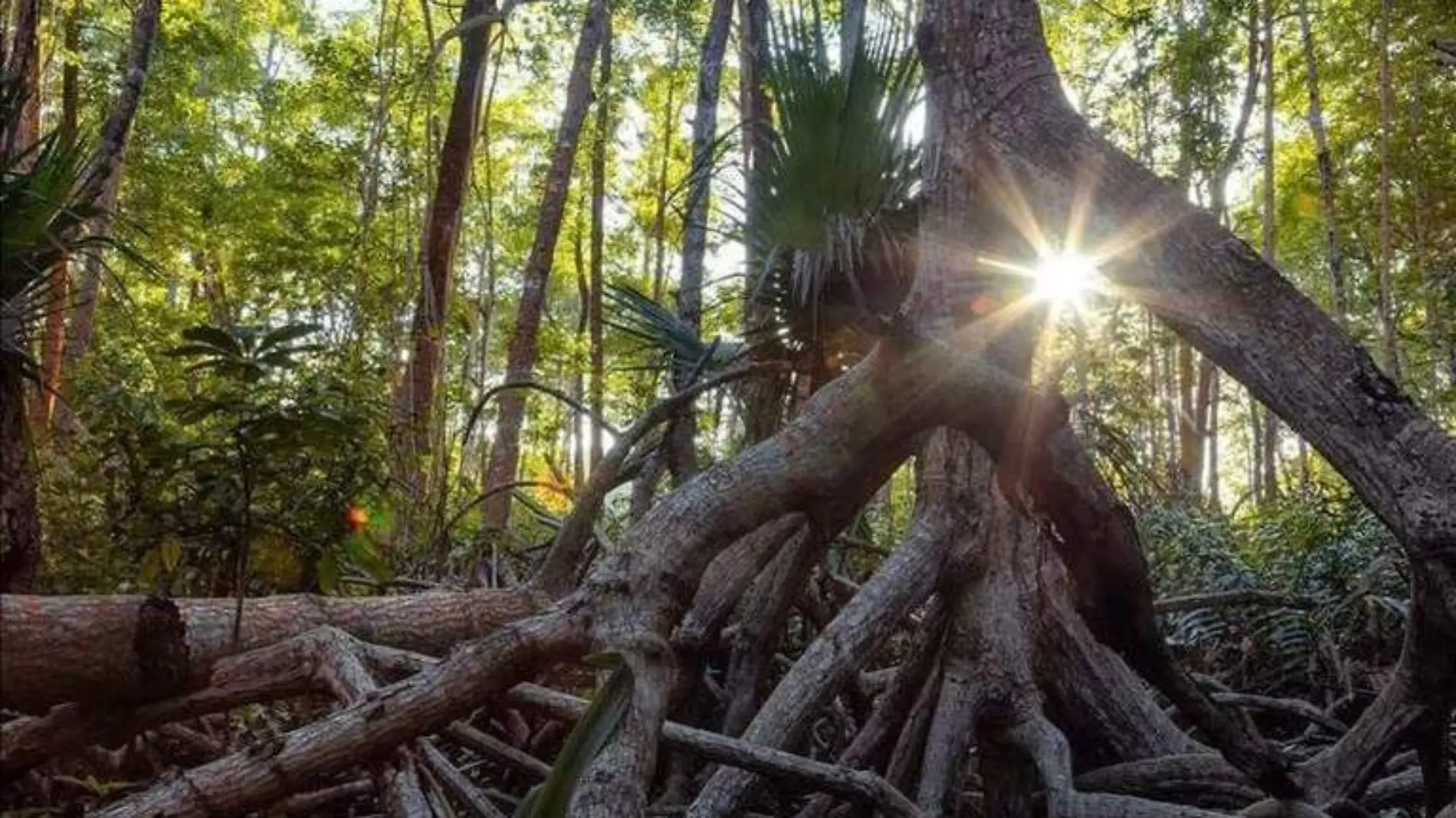 Reserva de la Biosfera La Encrucijada